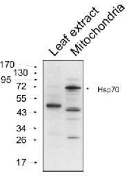 HSP70 | Heat shock protein 70 (mitochondrial) in the group Antibodies Plant/Algal / Environmental Stress / Heat shock at Agrisera AB (Antibodies for research) (AS08 347)